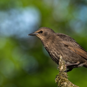 Redwell   02 06 2020   D500   Les 7.jpg